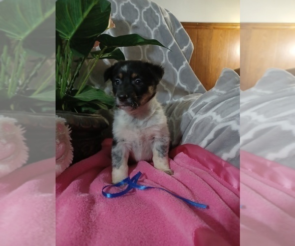 Medium Photo #2 Cowboy Corgi Puppy For Sale in PEMBROKE, KY, USA