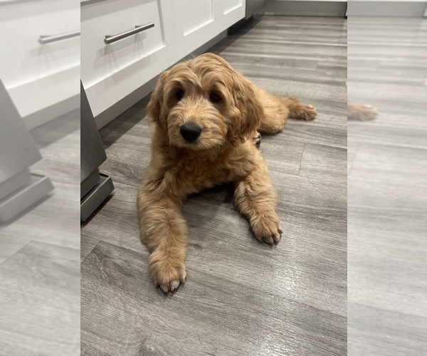 Medium Photo #1 Goldendoodle Puppy For Sale in SAINT JOHNS, FL, USA