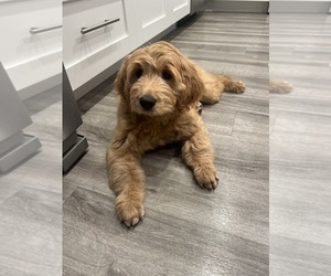 Goldendoodle Puppy for Sale in SAINT JOHNS, Florida USA