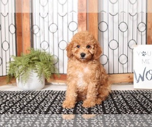 Cock-A-Poo Puppy for sale in NAPLES, FL, USA