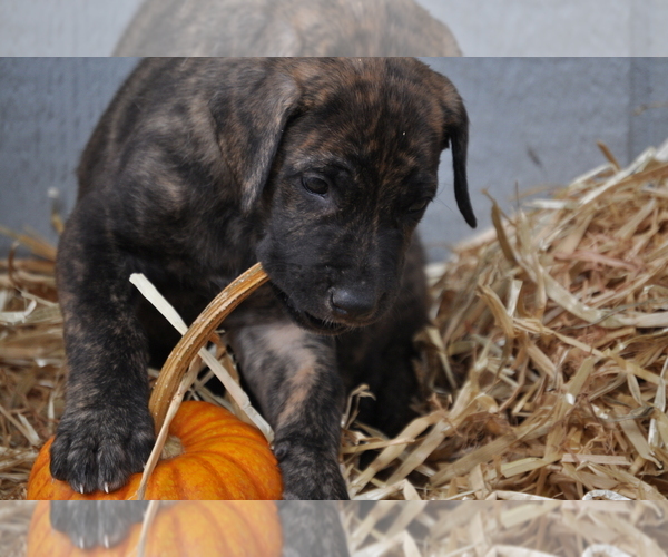 Medium Photo #2 Irish Dane Puppy For Sale in CALDWELL, ID, USA