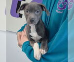 Small #2 American Staffordshire Terrier-Labrador Retriever Mix