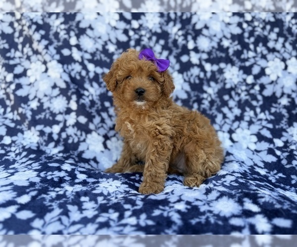 Medium Photo #2 Cavapoo (Miniature) Puppy For Sale in LAKELAND, FL, USA