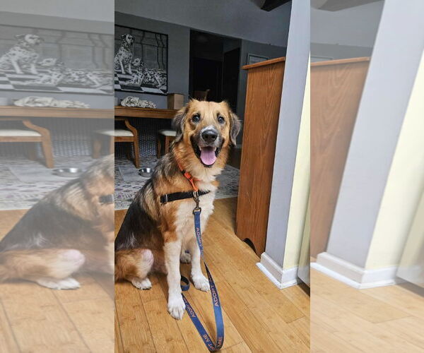 Medium Photo #2 Mutt Puppy For Sale in Thomasville, NC, USA