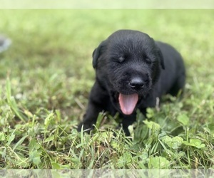 Medium Labrador Retriever
