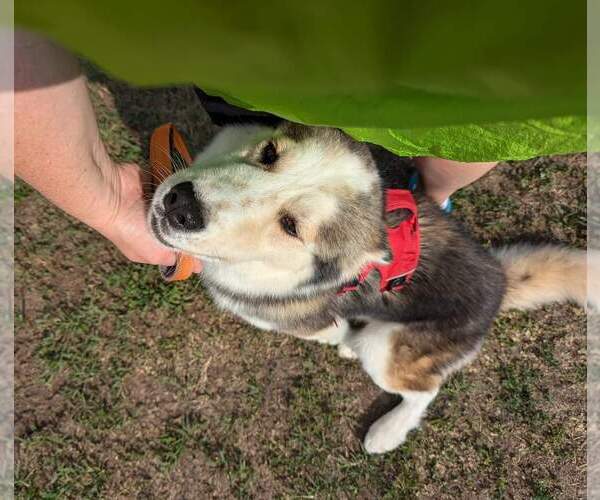 Medium Photo #15 Siberian Husky Puppy For Sale in Holly Springs, NC, USA