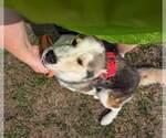 Small #14 Siberian Husky