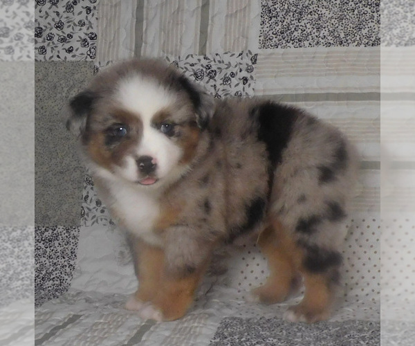 Medium Photo #4 Miniature Australian Shepherd Puppy For Sale in HARRISON, OH, USA
