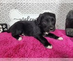 Small Photo #79 Golden Mountain Dog Puppy For Sale in BLACK FOREST, CO, USA