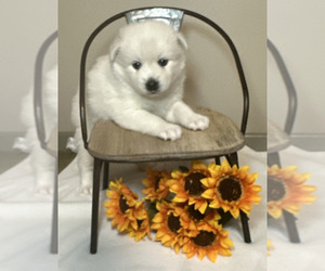 Pomsky Puppy for sale in DE SOTO, KS, USA