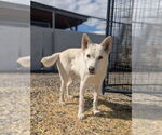 Small #6 German Shepherd Dog-Huskies  Mix