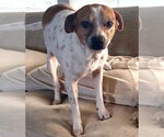 Small #2 Beagle-Chihuahua Mix