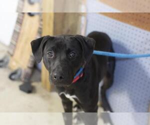 Labrador Retriever-Unknown Mix Dogs for adoption in Mountain Home, AR, USA