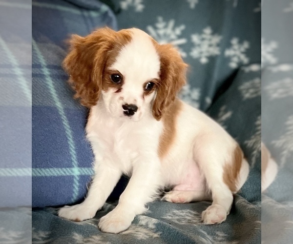 Medium Photo #3 Cavalier King Charles Spaniel Puppy For Sale in SHEDD, OR, USA