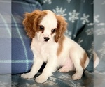 Small Photo #3 Cavalier King Charles Spaniel Puppy For Sale in SHEDD, OR, USA