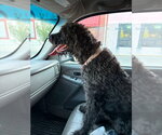 Small Labradoodle