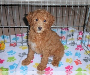 Poodle (Miniature) Puppy for sale in ORO VALLEY, AZ, USA