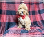 Small #6 Cockapoo (Miniature)