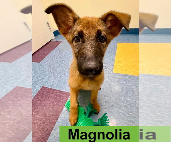 Medium Photo #2 German Shepherd Dog-Unknown Mix Puppy For Sale in Imlay City, MI, USA