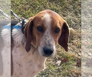 English Foxhound-Unknown Mix Dogs for adoption in Rustburg, VA, USA