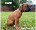 Small Photo #8 Boxer Puppy For Sale in WEST COLUMBIA, SC, USA