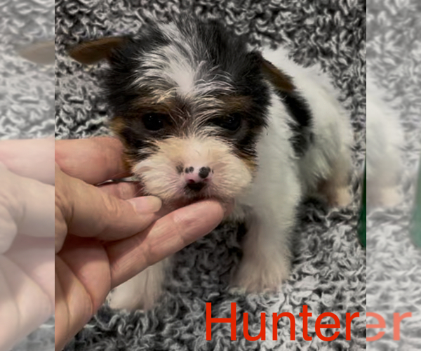Medium Photo #6 Biewer Terrier Puppy For Sale in AZLE, TX, USA
