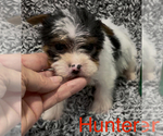Small #5 Biewer Terrier