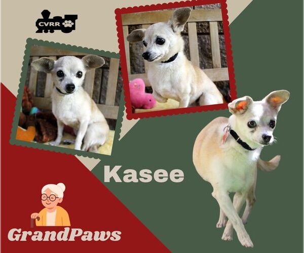 Medium Photo #2 Chihuahua-Unknown Mix Puppy For Sale in Lindsay, CA, USA