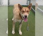 Small #1 German Shepherd Dog Mix