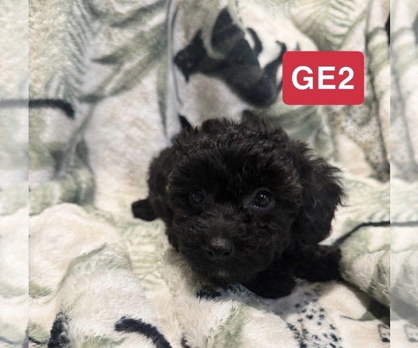 Medium Photo #1 Poodle (Toy) Puppy For Sale in ELM CITY, NC, USA