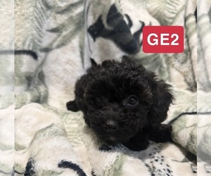 Poodle (Toy) Puppy for Sale in ELM CITY, North Carolina USA