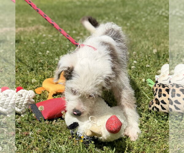 Medium Photo #4 Mutt Puppy For Sale in Yardley, PA, USA