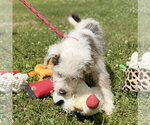Small #3 Mutt