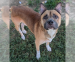 Small Photo #3 Akita-Unknown Mix Puppy For Sale in Evansville, IN, USA