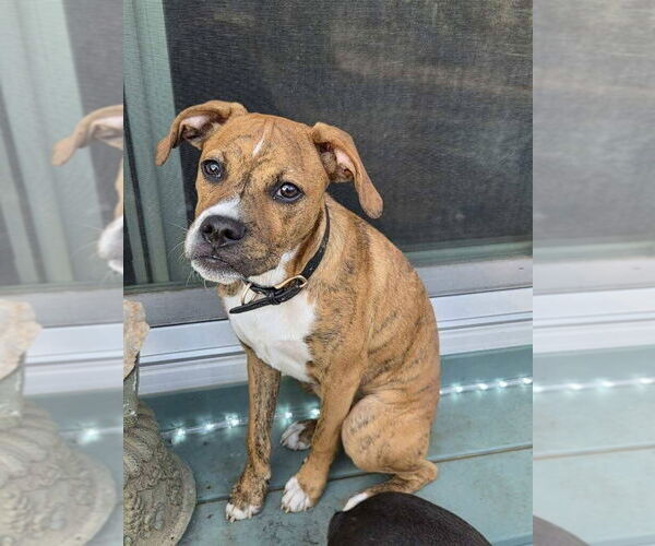 Medium Photo #4 Boxer-Unknown Mix Puppy For Sale in Alexander, AR, USA