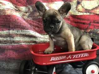 French Bulldog Puppy for sale in KERSEY, CO, USA