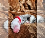 Small Photo #78 Sheepadoodle Puppy For Sale in LEHI, UT, USA