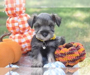 Schnauzer (Miniature) Puppy for sale in LANE, OK, USA