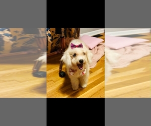 Poodle (Miniature) Puppy for sale in BLUE SPRINGS, MO, USA