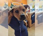 Small Photo #4 Chow Chow-Labrador Retriever Mix Puppy For Sale in Orangeburg, SC, USA