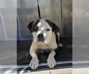 American Staffordshire Terrier-Unknown Mix Dogs for adoption in San Antonio, TX, USA
