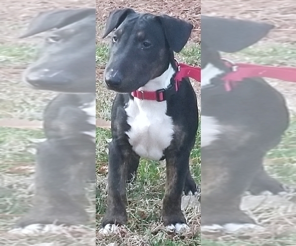 Medium Photo #7 Bull Terrier Puppy For Sale in CHESAPEAKE, VA, USA