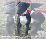 Small Photo #7 Bull Terrier Puppy For Sale in CHESAPEAKE, VA, USA