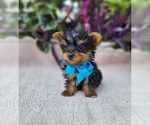 Small #3 Yorkshire Terrier