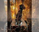 Small #7 Labrador Retriever