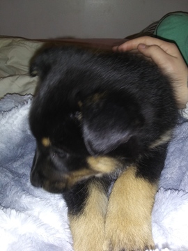 Medium Photo #1 Collie-German Shepherd Dog Mix Puppy For Sale in FOX LAKE, IL, USA