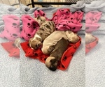 Small Photo #7 French Bulldog Puppy For Sale in BUFFALO VALLEY, TN, USA