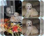 Small Photo #3 Poodle (Standard) Puppy For Sale in BRONX, NY, USA