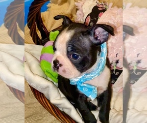 Boston Terrier Puppy for Sale in LAUREL, Mississippi USA