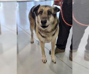 German Shepherd Dog Dogs for adoption in Temple, TX, USA